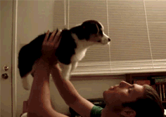 Dog being held up by man in bed