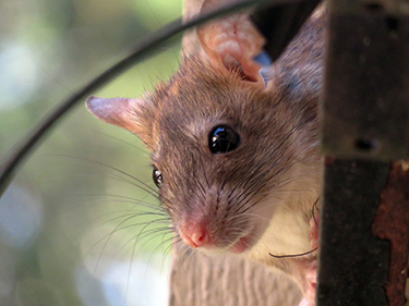 A personal injury claim was the result of a rat found in a burger