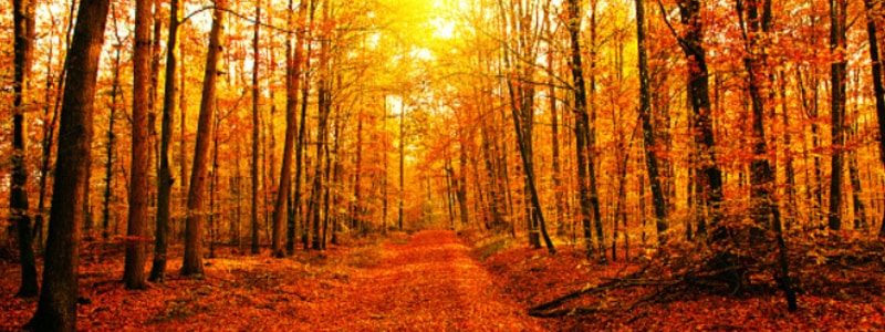 autumn-trees-fall-weather-safety-vaughn-whitby-gta