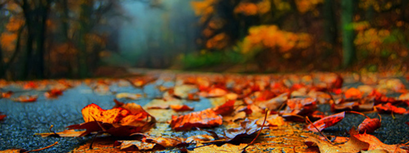 Slippery fall leaves on wet road