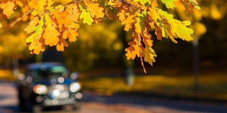 Driving Tips for Fall. Autumn Leaves on Highway. Fall driving tips. Whitby Lawyers. Personal Injury Lawyers Whitby and Vaughan.